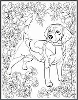 Colouring Beagle Instantly Erwachsene Zum Hunde Iheartdogs Ausmalen Haustiere Mindfulness sketch template