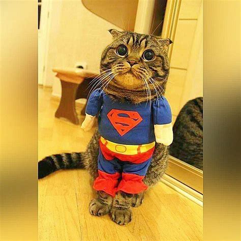 superman 19 paws itively perfect cat costumes popsugar tech