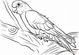 Galah Kakadu Cockatoo Malvorlage Ausmalbild Ausmalbilder Supercoloring Coole Owl sketch template