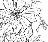 Poinsettia Coloring Fruit Outline National Bit Drawing Kids Sky Color Getdrawings sketch template