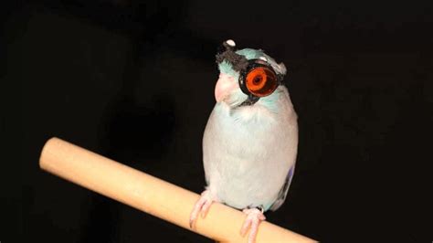 parrot  goggles lets scientists  secrets  flight news  times