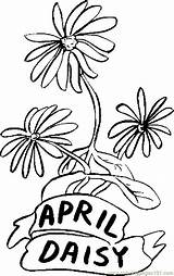 April Coloring Flowers Daisy Pages Printable Online Natural Color sketch template
