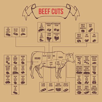 vintage butcher cuts  beef diagram stock illustration