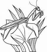 Coloring Pages Insect Getcolorings Bug sketch template