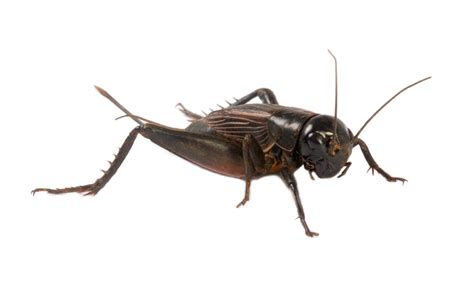 crickets control pest mark trail service