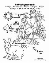 Photosynthesis Coloring Pages Science Carbon Cycle Color Model Grade Life Poster Worksheets 2d Drawing Printable Exploringnature Pdf 8th Getcolorings Getdrawings sketch template
