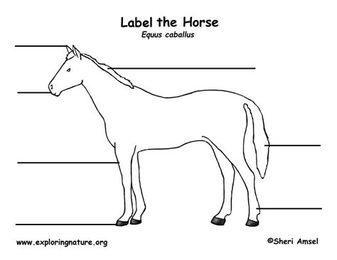 body parts diagram blank   images  horse anatomy worksheets printable dont