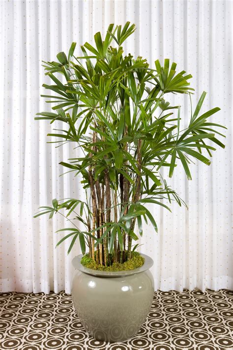 tall indoor plants   beautiful  easy  maintain gardenerdy