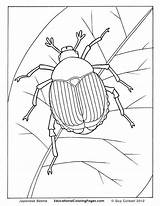 Creepers Insects Kleurplaten Crawly Beetles Insekten Ausmalbilder Colouringpages Vorschule Lernen Maikäfer Malvorlagen Vorlagen Voorbeeldsjabloon sketch template