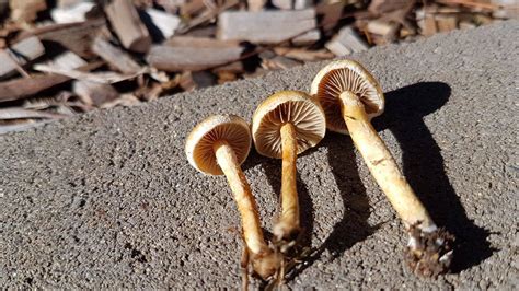 Id Request Queensland Australia Mushroom Hunting And Identification