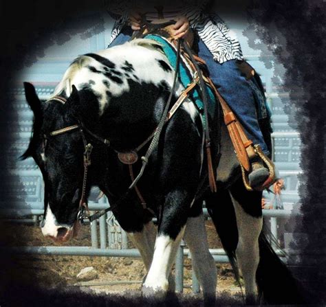 homozygous black homozygous tobiano pleasure trail