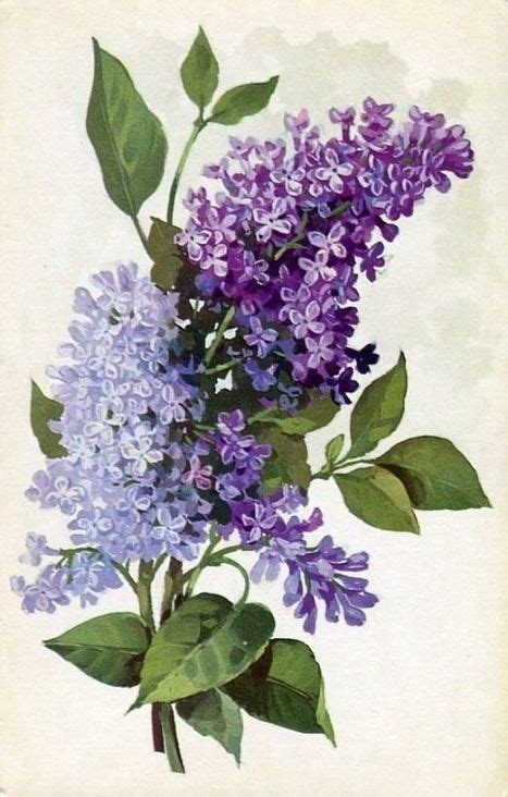 purple lilac flowers vintage botanical print arte con flores flores pintadas y tatuaje de lila