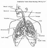 Respiratory System Coloring Drawing Circulatory Pages Body Human Systems Organs Anatomy Kids Diagram Sheets Lungs Lung Printable Color Book Print sketch template