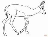 Springbok Coloring Pages Gazelle Drawing Printable South Color Africa Thomson Supercoloring Online Print sketch template