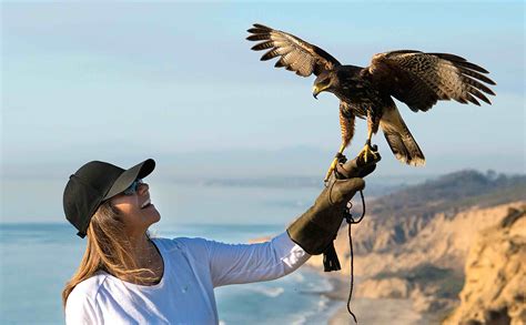 falconry at torrey pines gliderport one of la jolla s best kept secrets