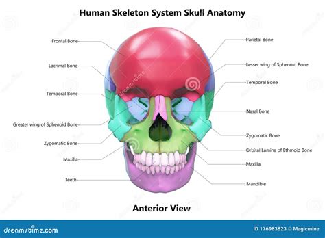 human skeleton system skull bone parts   labels anatomy