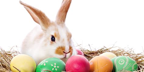 osterhase mit bunten ostereiern