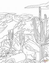 Coloring Park National Coyote Pages Saguaro Howling Florida State Symbols Printable Arizona Acadia Drawing Supercoloring Categories sketch template