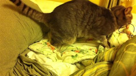 My Cat Silver Humping My Blanket Even Though He S Neutered Youtube
