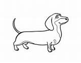 Dog Coloring Sausage Dachshund Coloringcrew sketch template