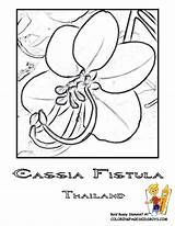 Thailand Coloring 792px 60kb sketch template