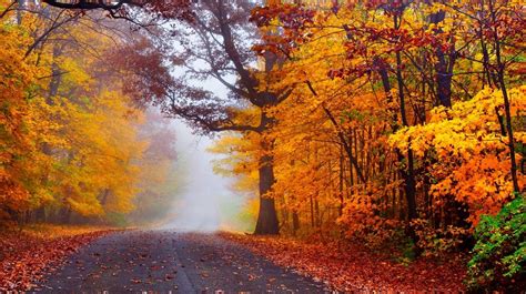 autumn road nature fall trees woods forest mist autumn splendor leaves wallpaper