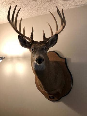 deer mount pics trapperman forums