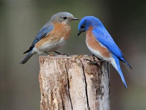 My Love Affair With Bluebirds Column