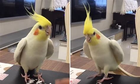 adorable tap dancing cockatiel shows   moves  box daily mail