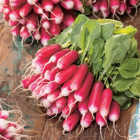 radish french breakfast  seeds  dt brown