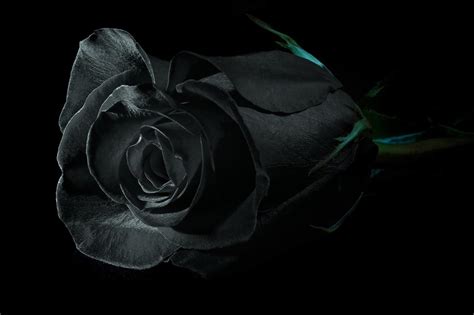 symbolism  meaning  black roses send fresh flowers gifts
