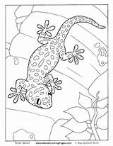 Gecko Leopard Coloring Pages Colouring Template sketch template