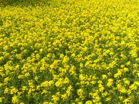 nutritional  health benefits  mustard greens  mustard seeds