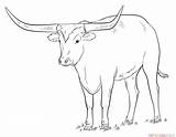 Longhorn Longhorns Cattle Supercoloring Alamo Getdrawings sketch template