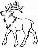 Caribou Coloring Pages Coloriage Printable Cliparts Getcolorings Clipart Print sketch template