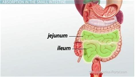 digestive system ii   gastrointestinal tract video lesson transcript studycom