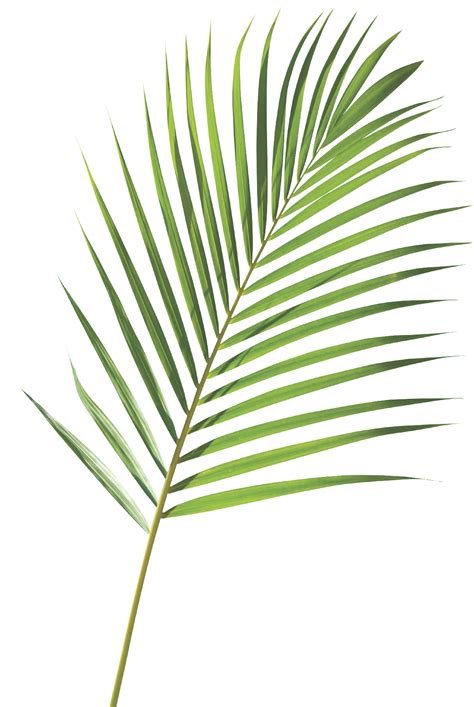 printable palm leaf clip art palm leaves clipart clipground