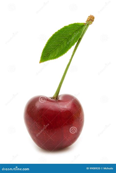 single cherry stock photo image