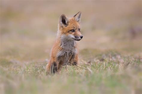 fox kit philip dunn flickr