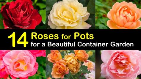 roses  pots   beautiful container garden