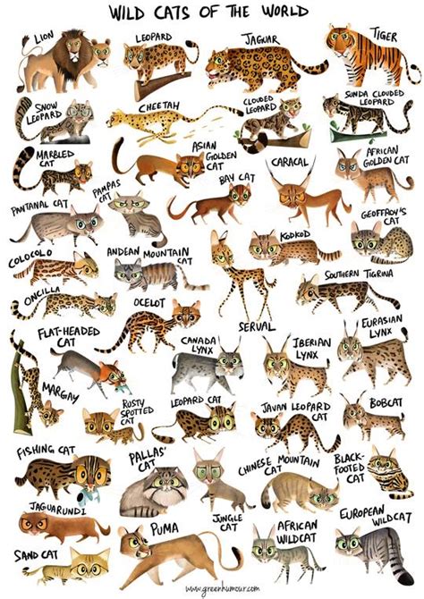 wild cat facts types classification lifespan habitat diet
