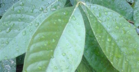 tips  menanam daun salam  manfaatnya sebagai obat alami