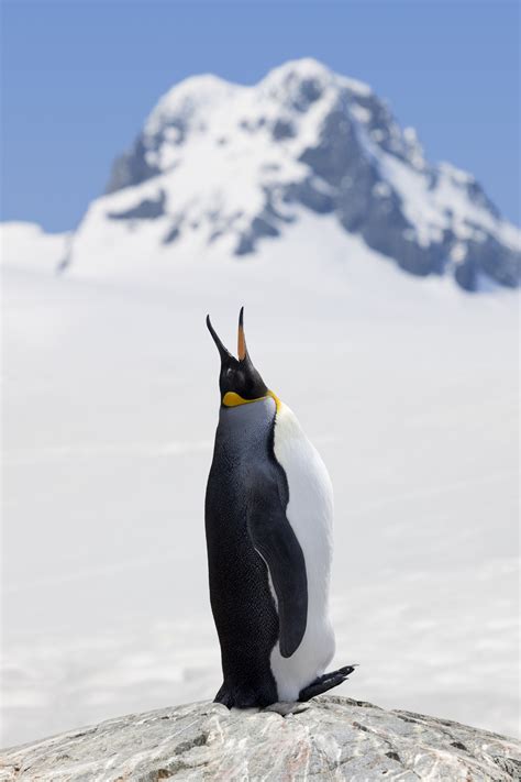 king penguins are under the threat of extinction if they