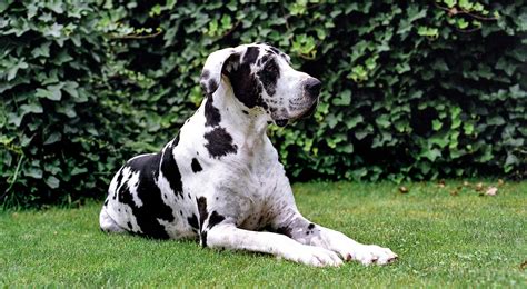 great dane dog breed facts temperament  care info