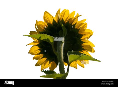 sunflower cut  stock photo alamy