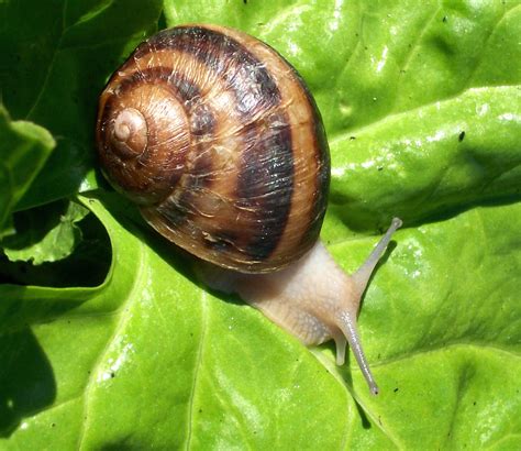 snail farming  export market agropreneur zimbabwe