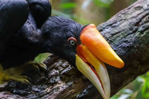 hornbill  toucan    difference
