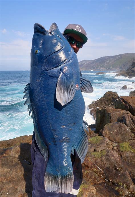 finally   big blue fishing fishwreckedcom fishing wa fishing