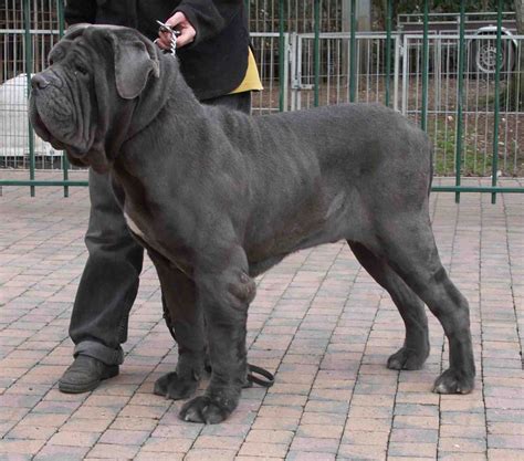 nos os cachorros  japao racas de cachorro mastim napolitano