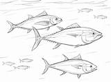 Tonno Tuna Oceaan Kleurplaten Shoal Bluefin Ausmalbild Catfish Zeichnen sketch template